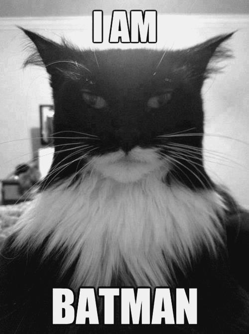 batman among cats